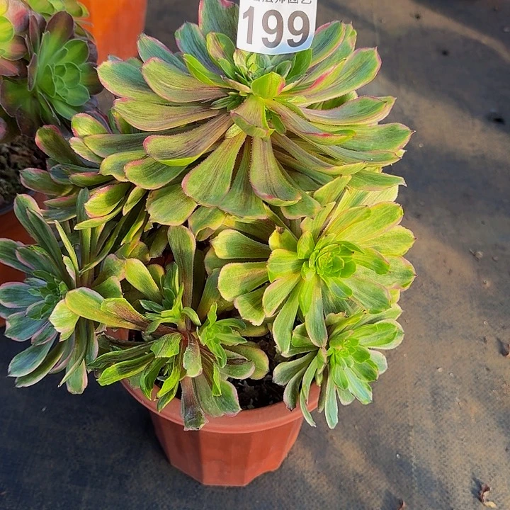 红陶花脸粉黛199