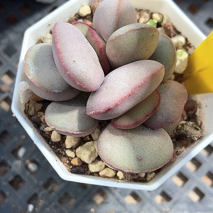 多肉植物红蛋1850