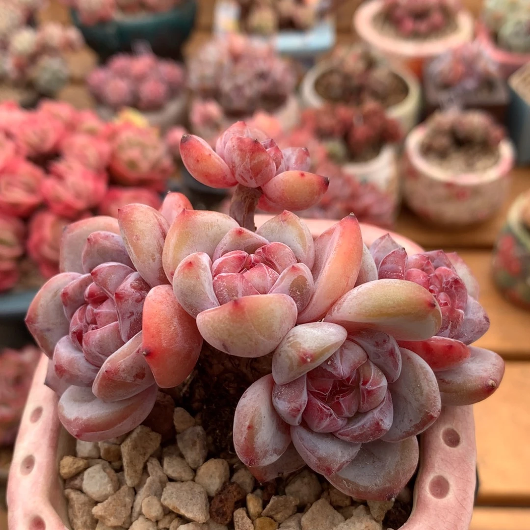 星影一物一拍 019