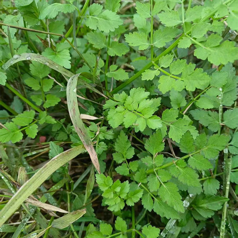 贵州纯天然野生细叶芹菜新鲜水芹菜绿色蔬菜农家火锅菜野芹菜酸菜