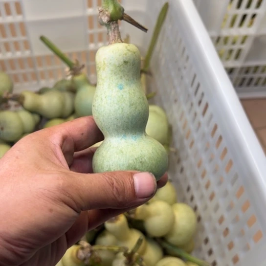 严***兮股吧是我最爱吃了吗笑