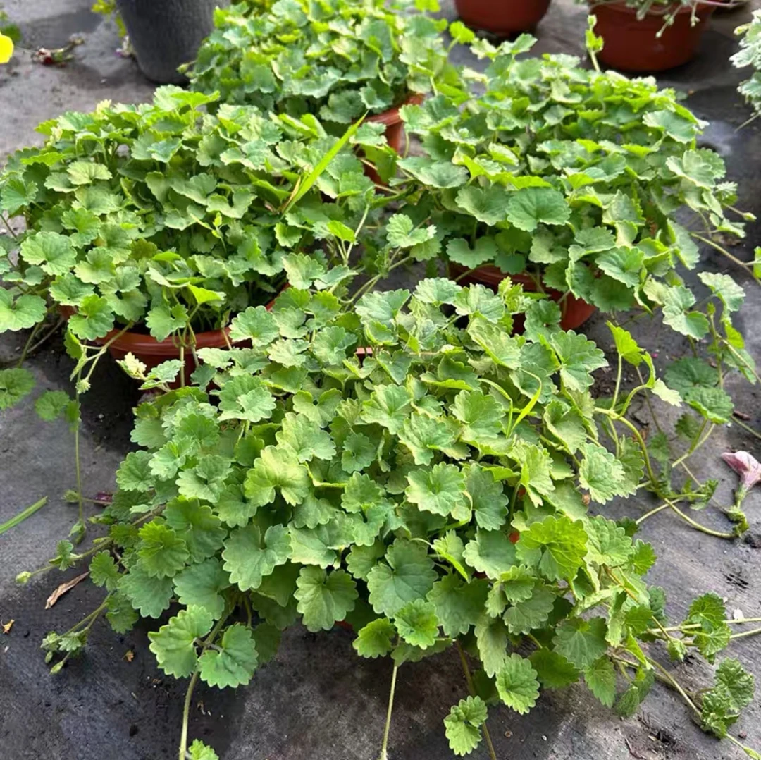 活血丹苗透骨消苗可入药遍地香地钱儿等多种功效盆栽地栽