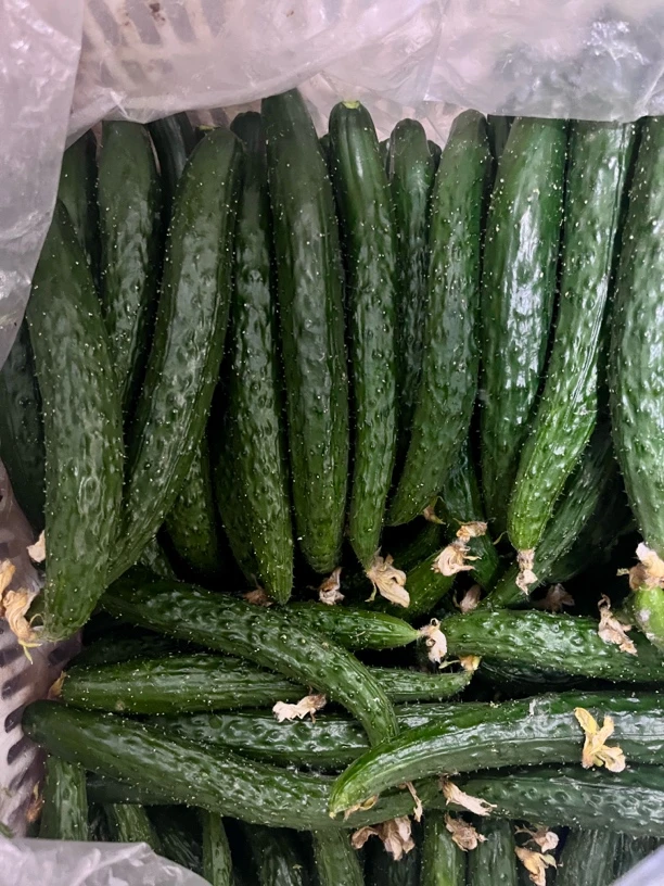 【天津猴瘦瘦农场】小猴家的津研七号黄瓜四斤