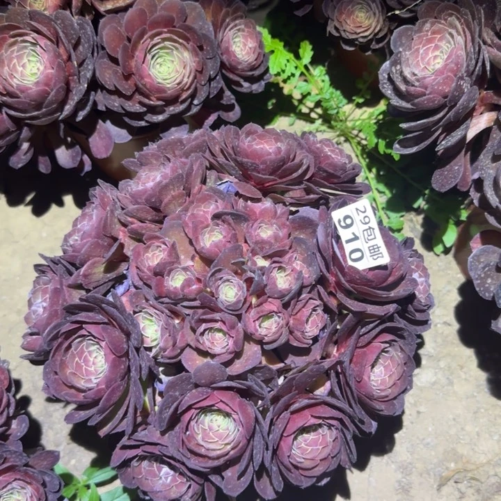 黑魔……多肉植物的