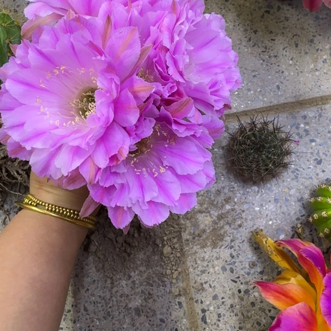 243彩草贵妇歪无根侧牙4公分左右，20包邮