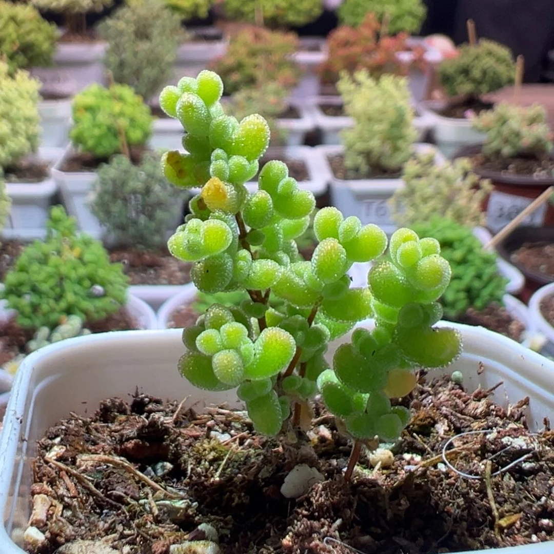 J390莱斯锦带盆土发货一物一拍