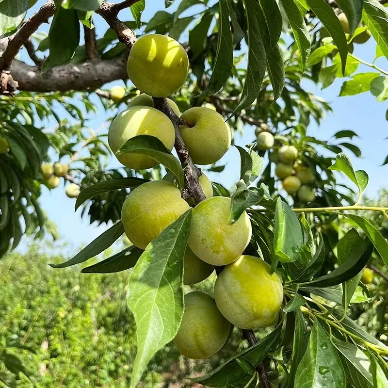 【石峨御皇李子】密云石峨御皇李子  酸 硬 脆  现摘3斤北京市