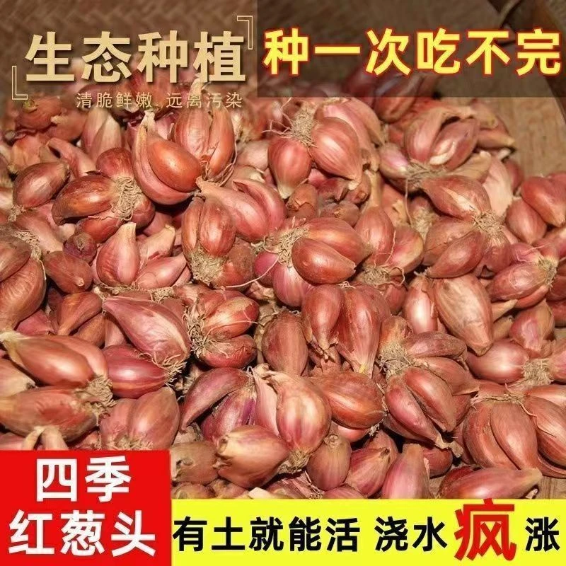 正宗红葱头食用馄饨肠粉榨油专用葱头油葱酥好品质新鲜大个饱满