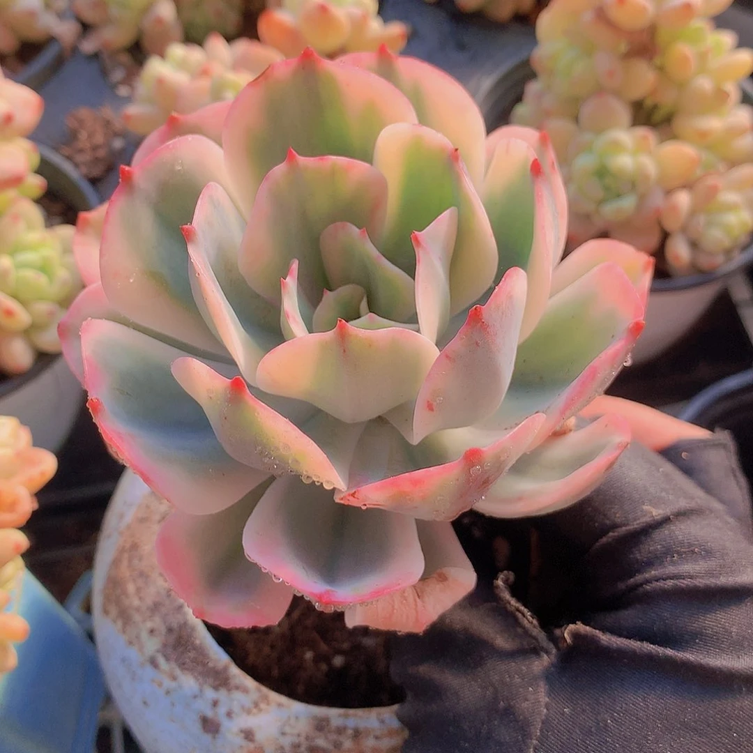 玉凤锦234567778899900