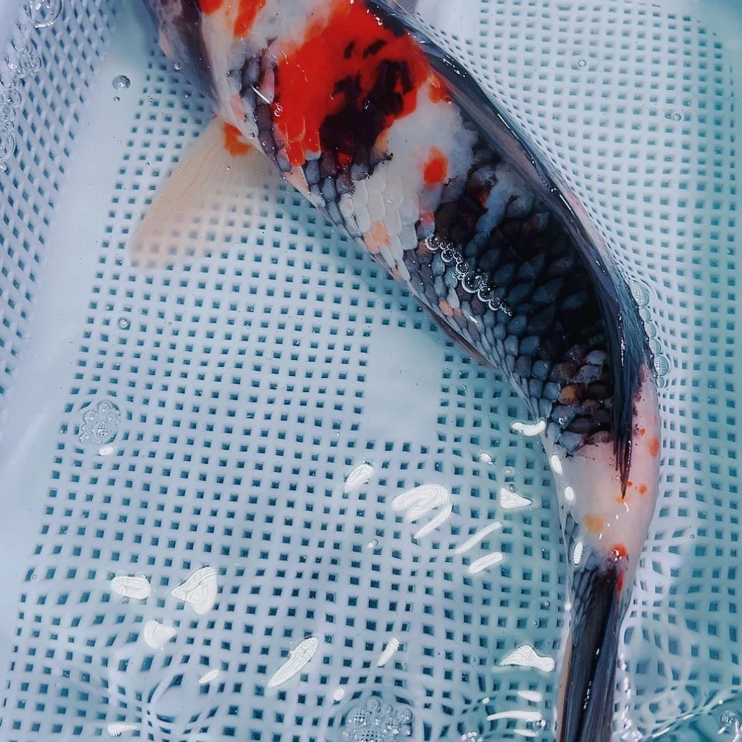 锦鲤锦鲤冷水鱼观赏116