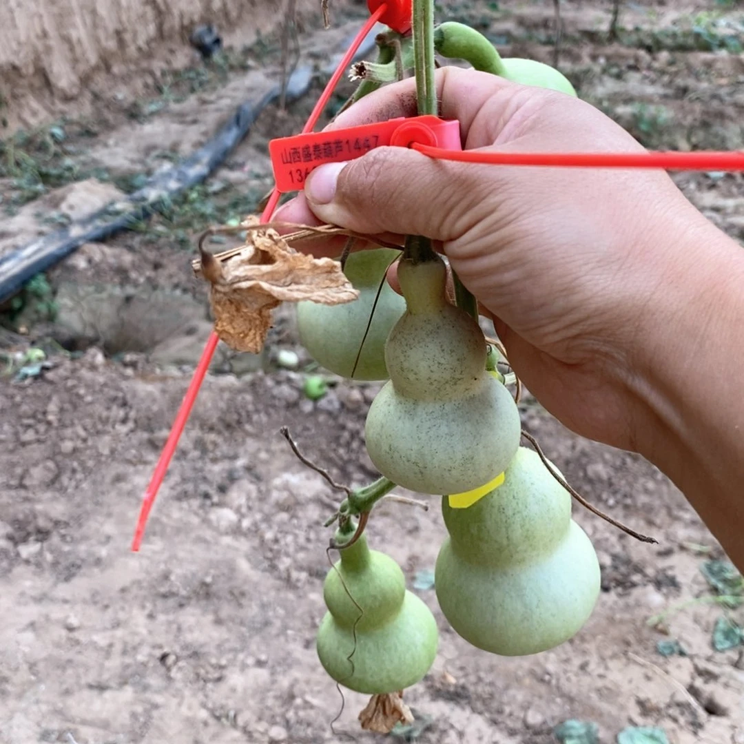 张**?1447葫芦葫芦葫芦葫芦