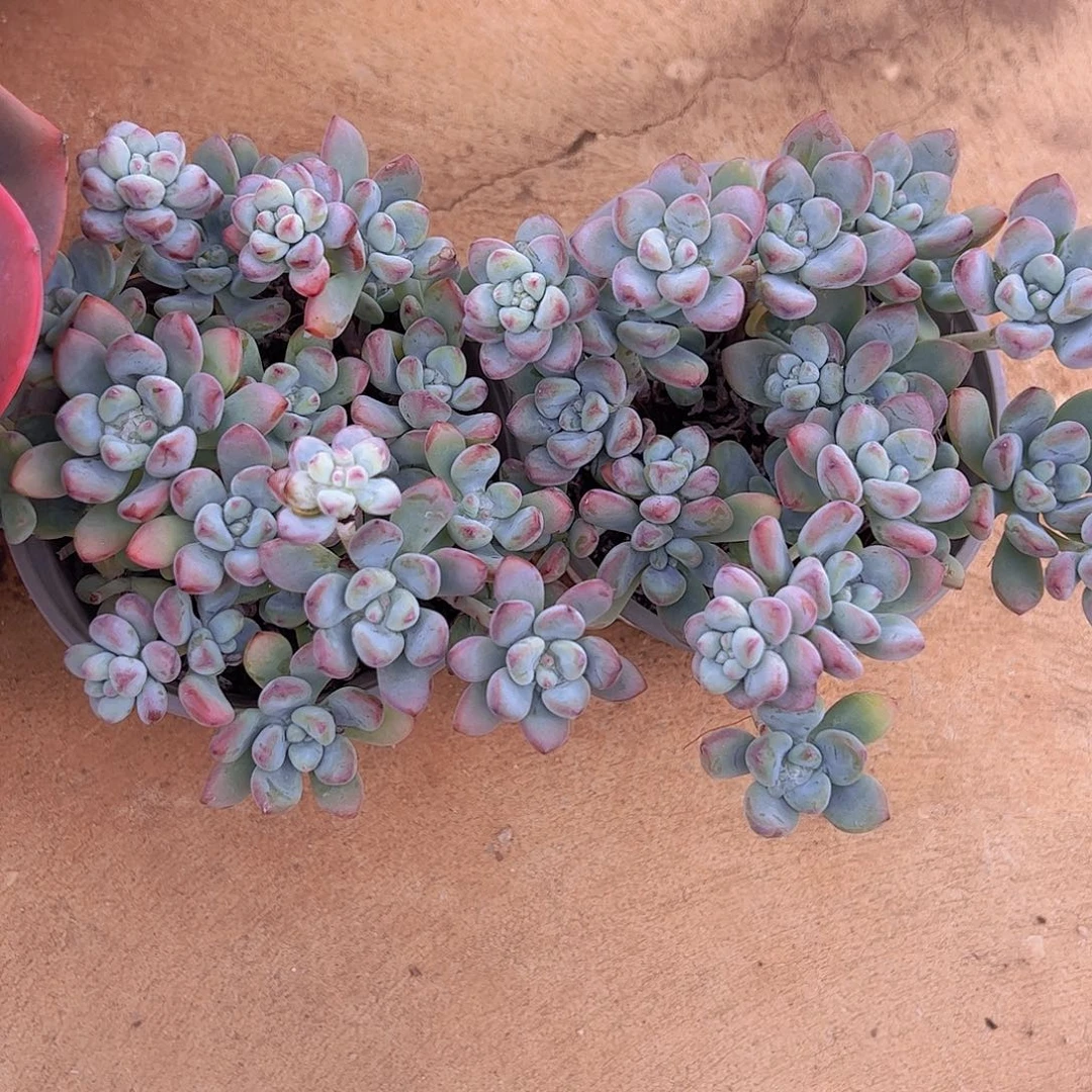 2盆汤姆漫画 多头群生