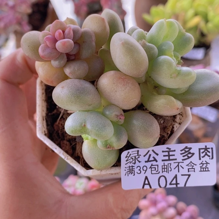 比尔盖茨6cm047多肉植物