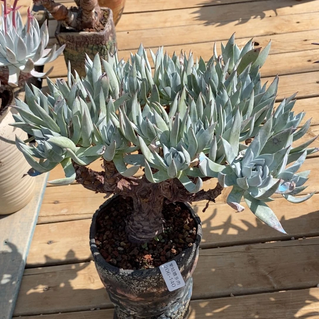 140号苹果叶瑕疵瑕疵