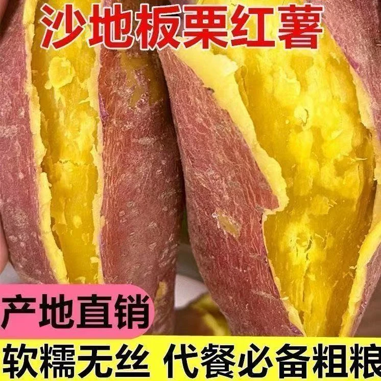 g正宗沙地新鲜板栗红薯粉糯甘甜粗粮代餐