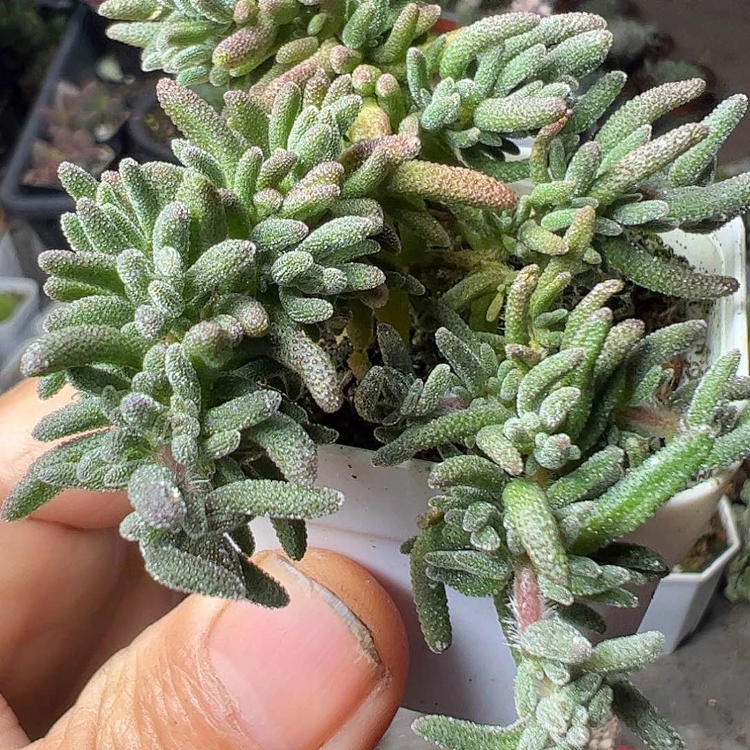 九尾狐之盖特大福利