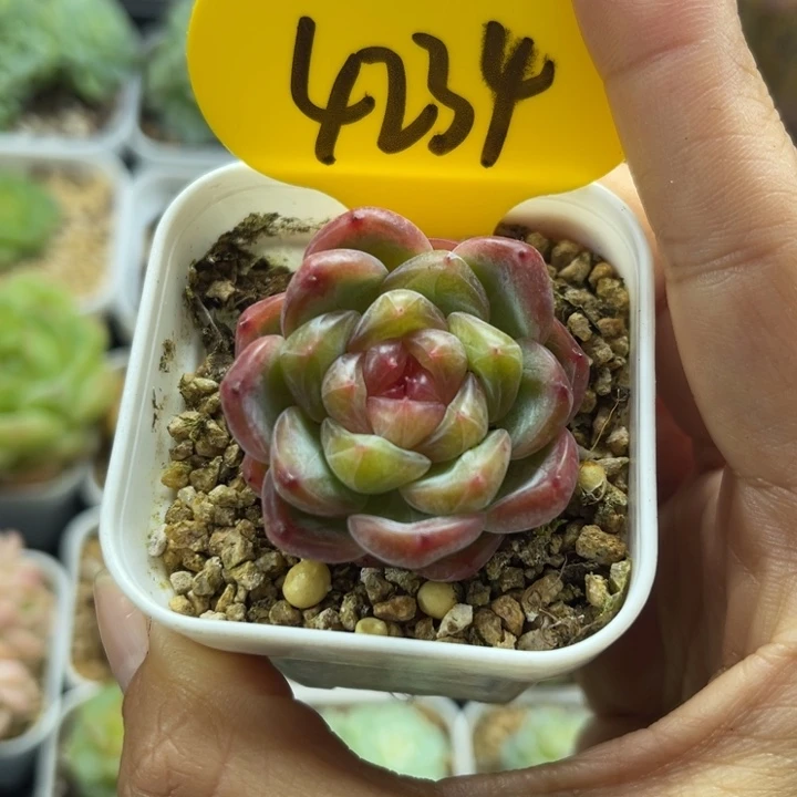 甜心e单头可拍4234