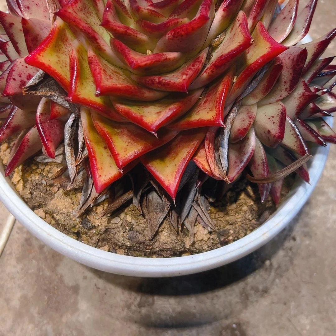 尘***埃乌木多肉235679986544