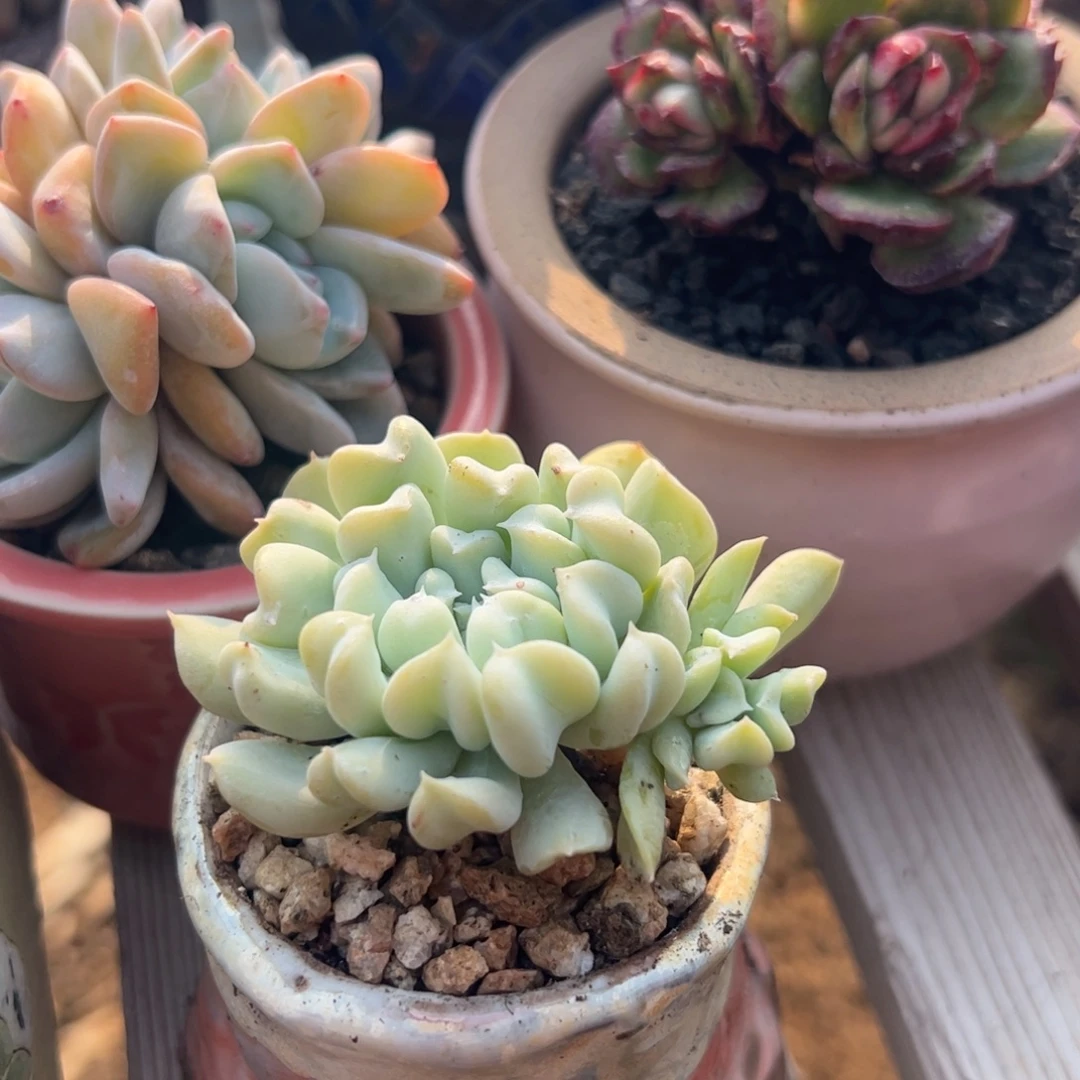 特玉莲小老桩多肉植物