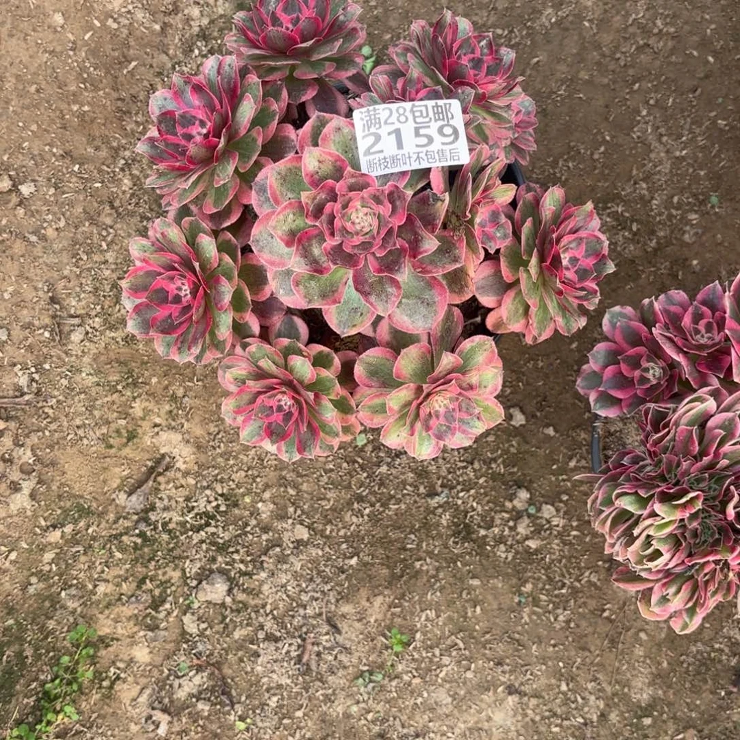 N. 2159云和多肉112223