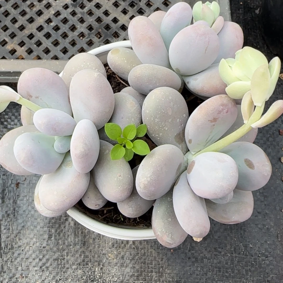 从前慢花园精选多肉原始奶