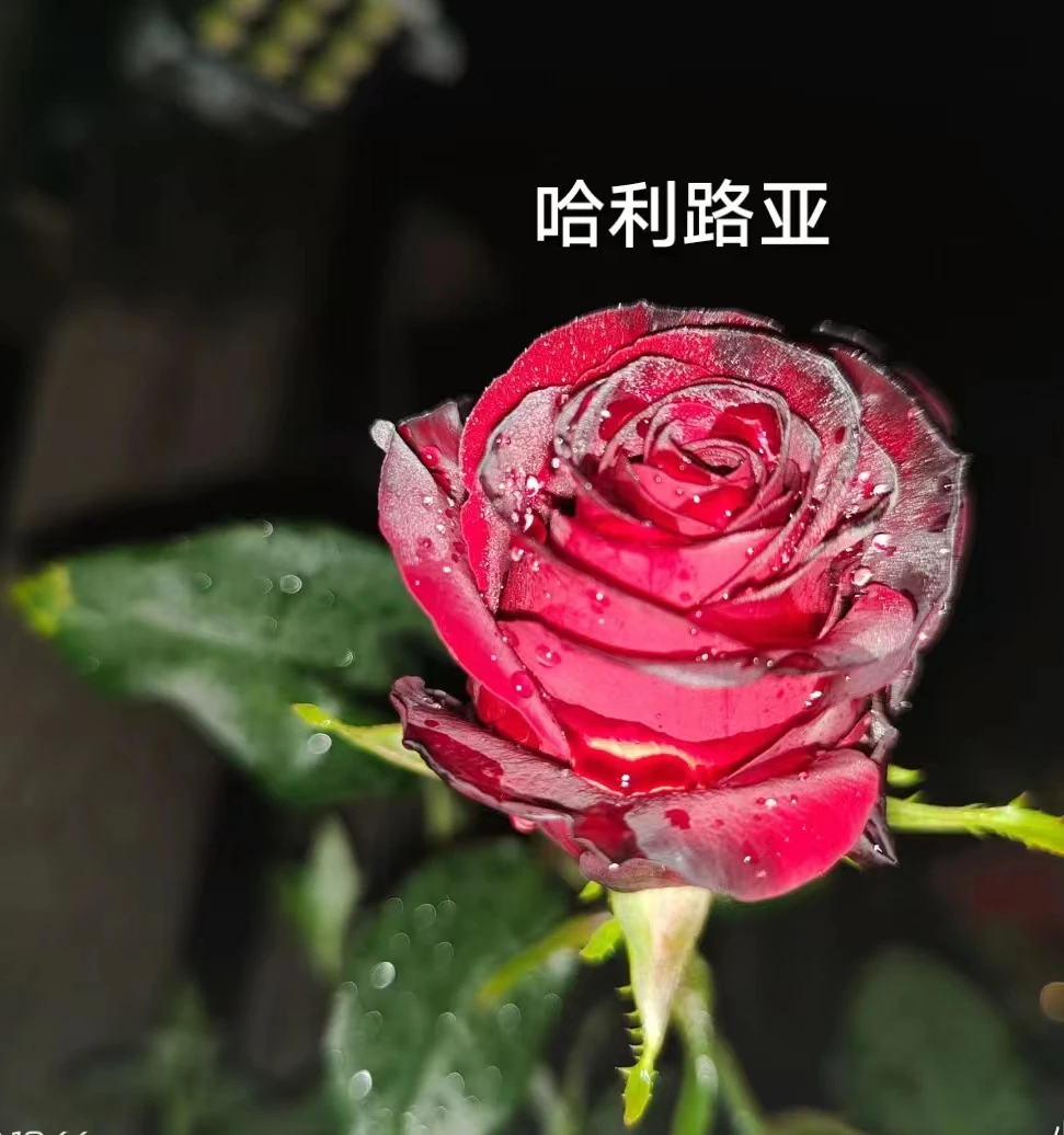 【哈利路亚】四季开花大花