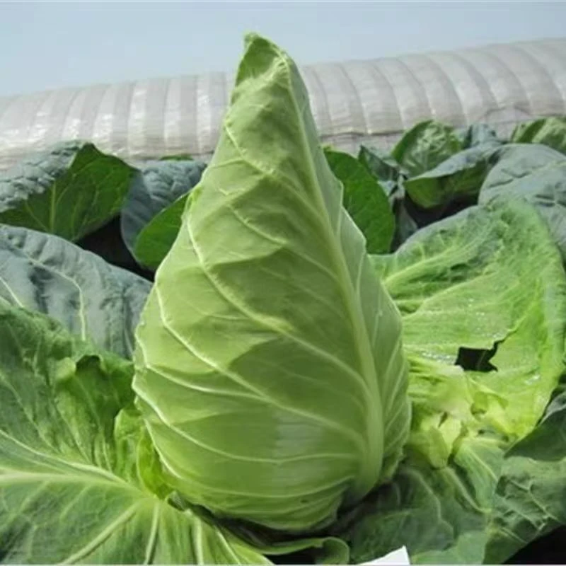 上海本地牛心菜 金山牛心菜