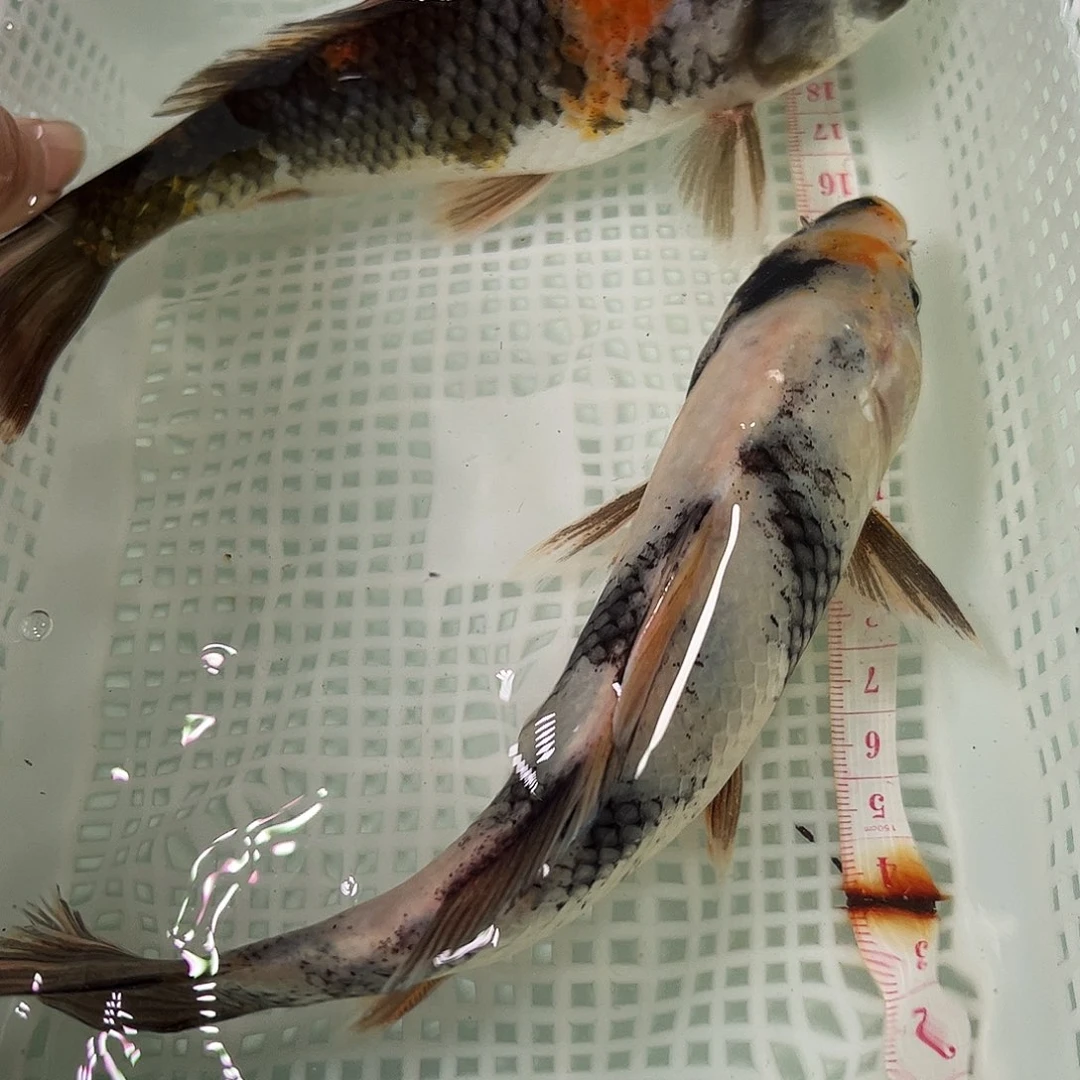 锦鲤冷水锦鲤包邮