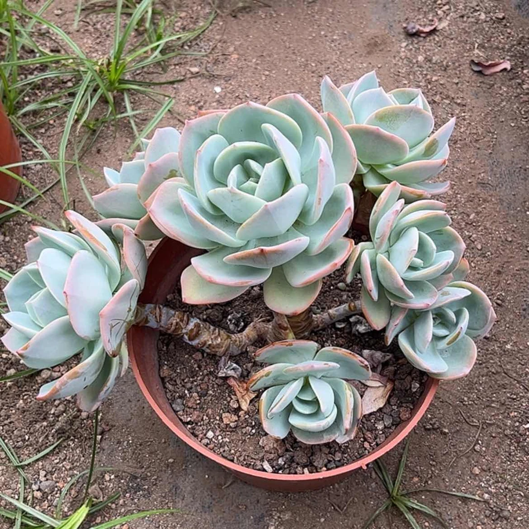 【闪购商品】无花朵敖*姐