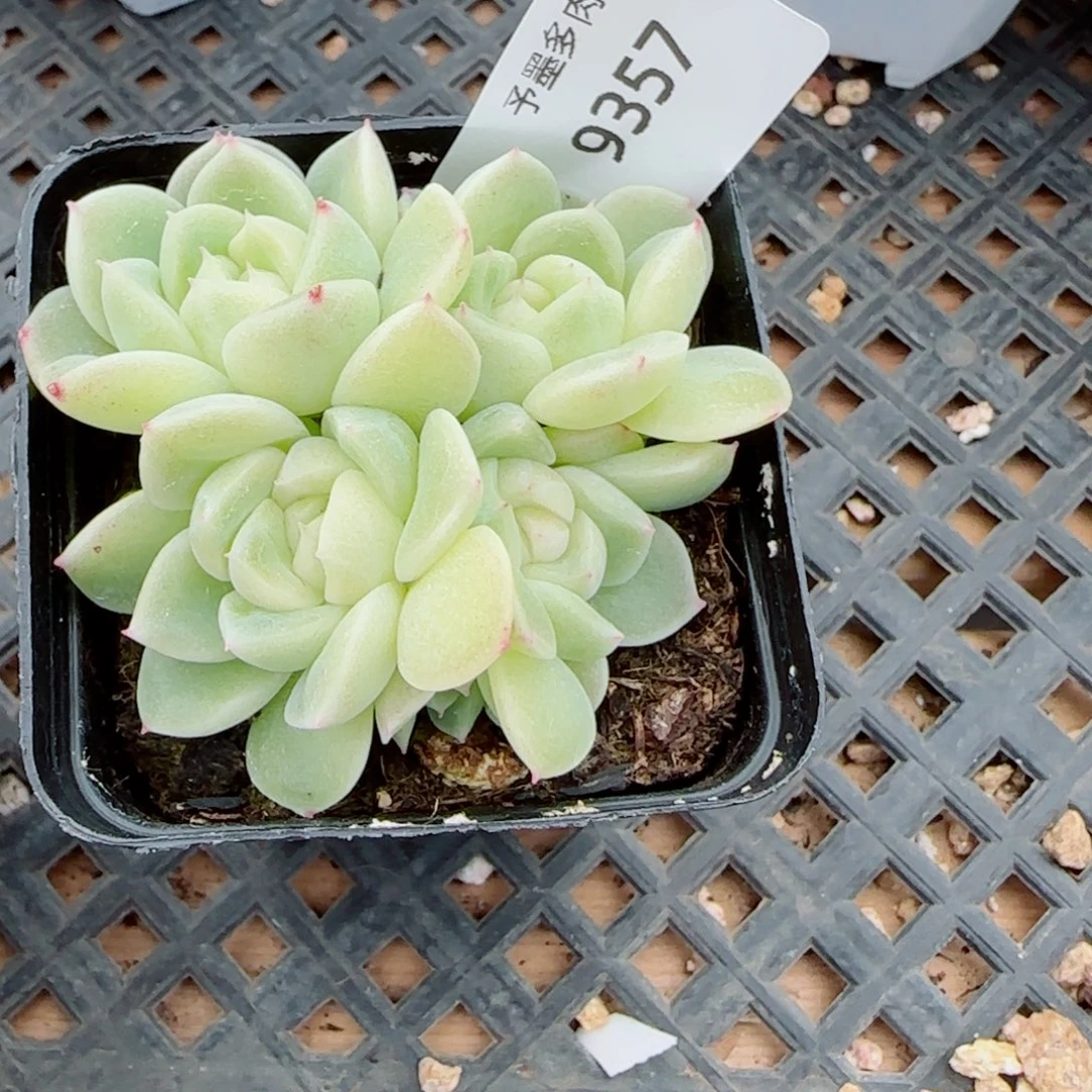 倾城珍妮群，9357多肉植物