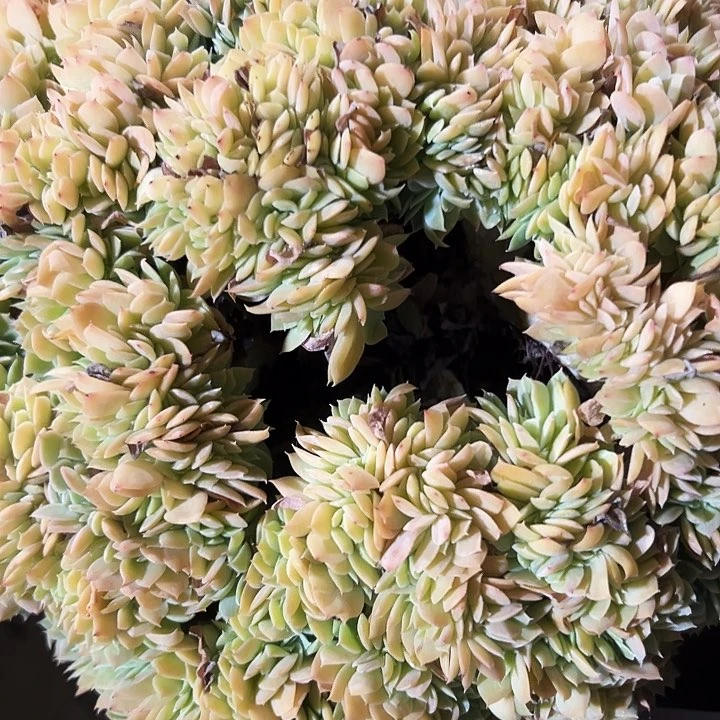 碧桃缀一物一拍0099