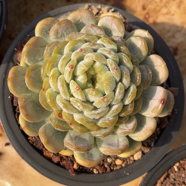 白色恋人 夏鸣园艺