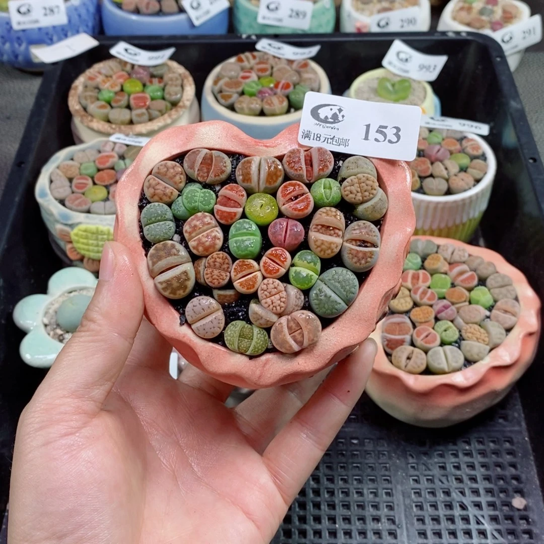 生石花花花花花153