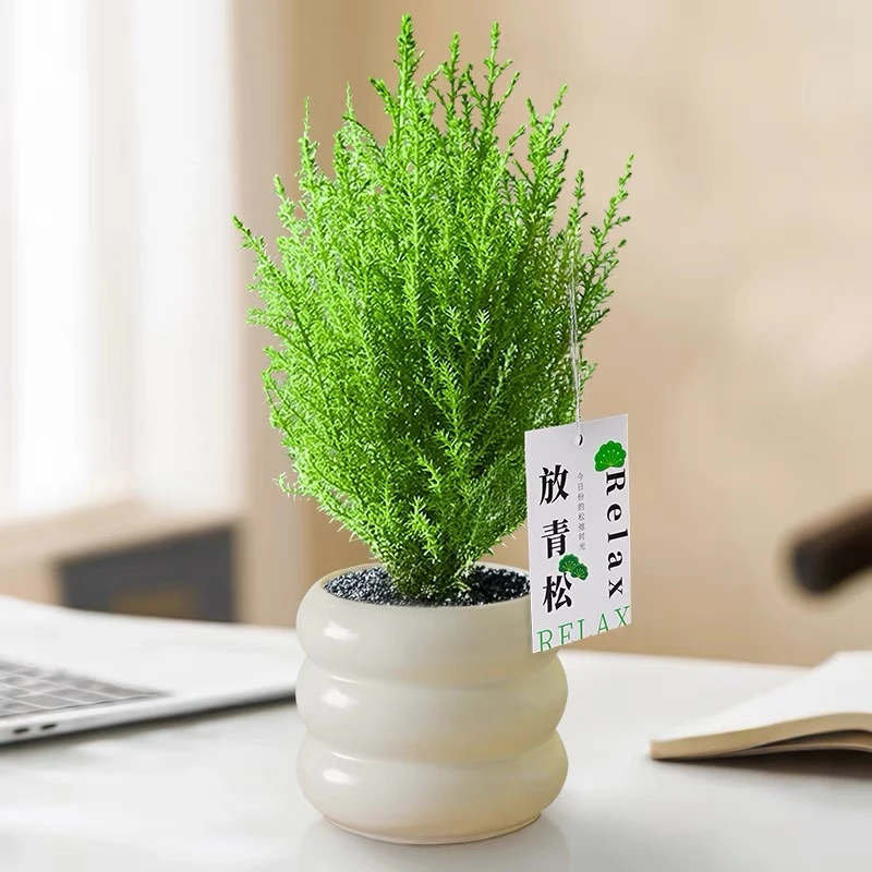 小香松绿植桌面防辐射盆栽净化空气植物四季常青花卉圣诞树北欧风