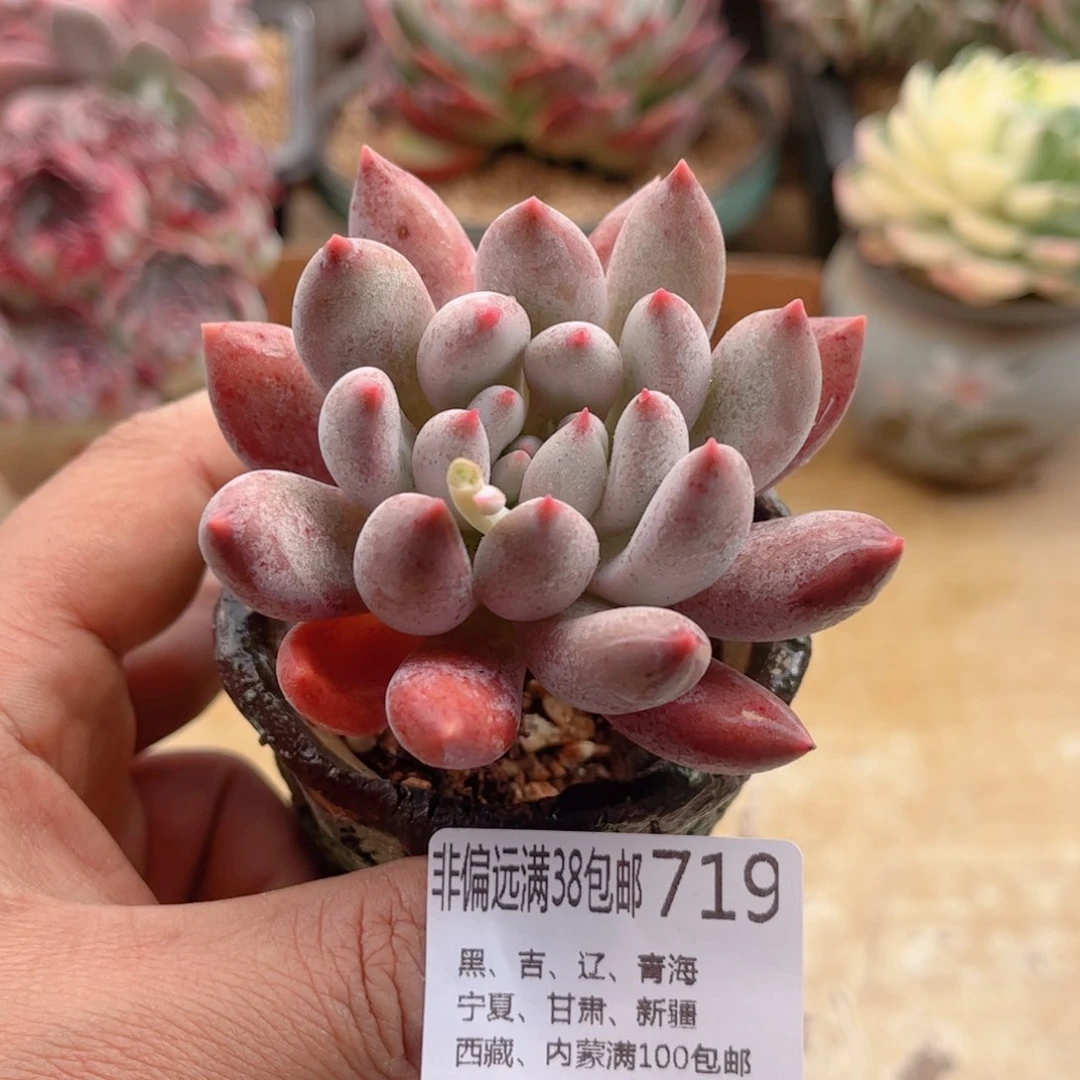 719所罗门德华多肉