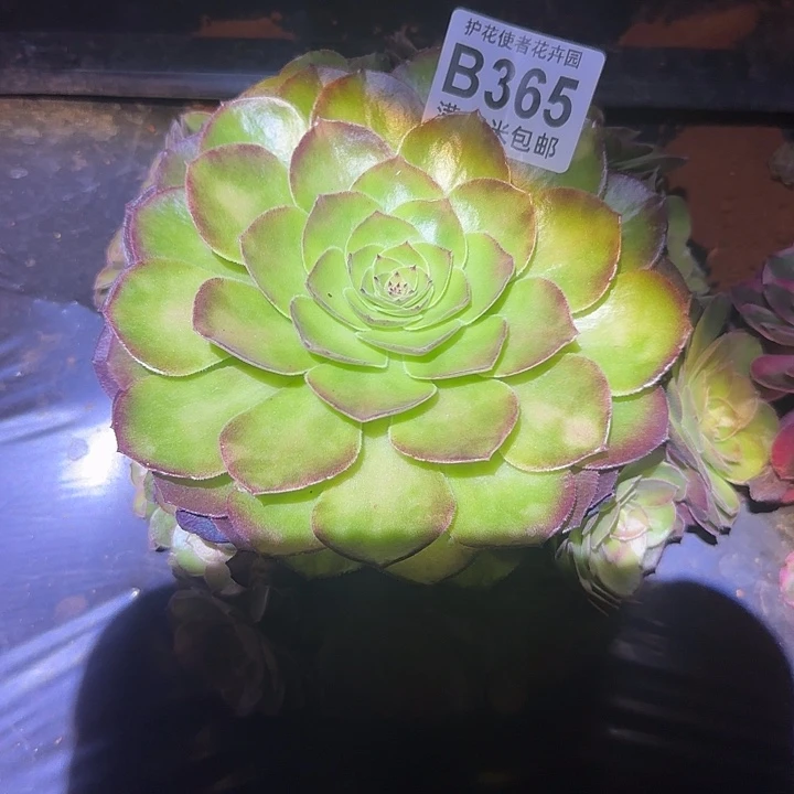多肉法师淘宝福利