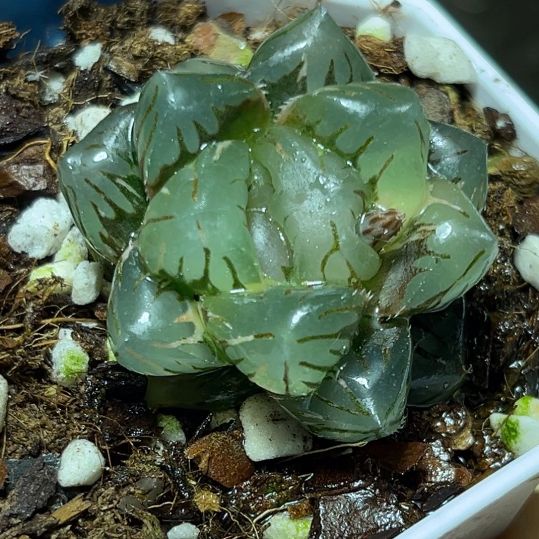 恭喜发财大吉大利728