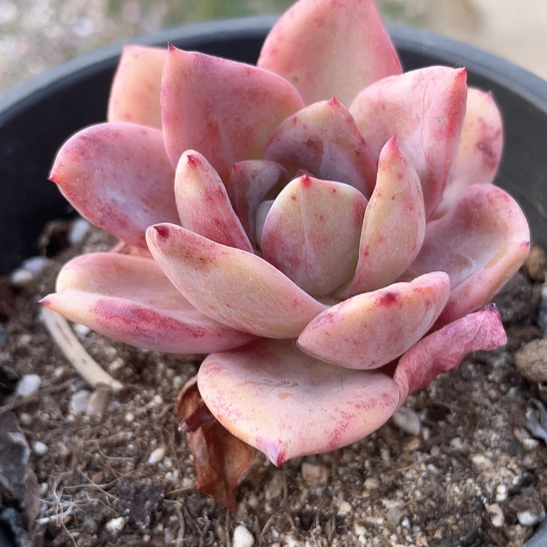 2501  酒红香槟  六月六