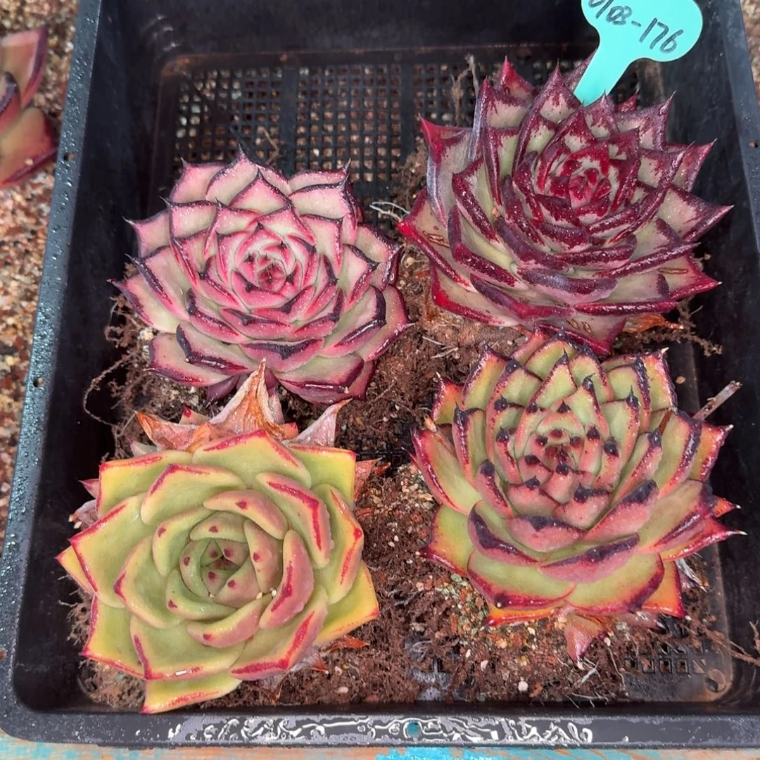 从前慢多肉精选编号0103.176