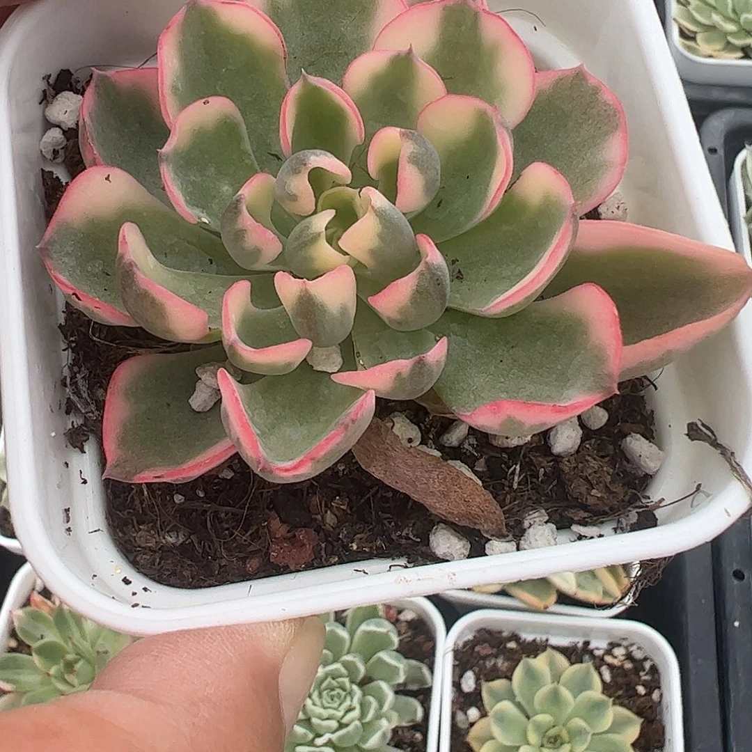 贝***1多肉植物多肉植物