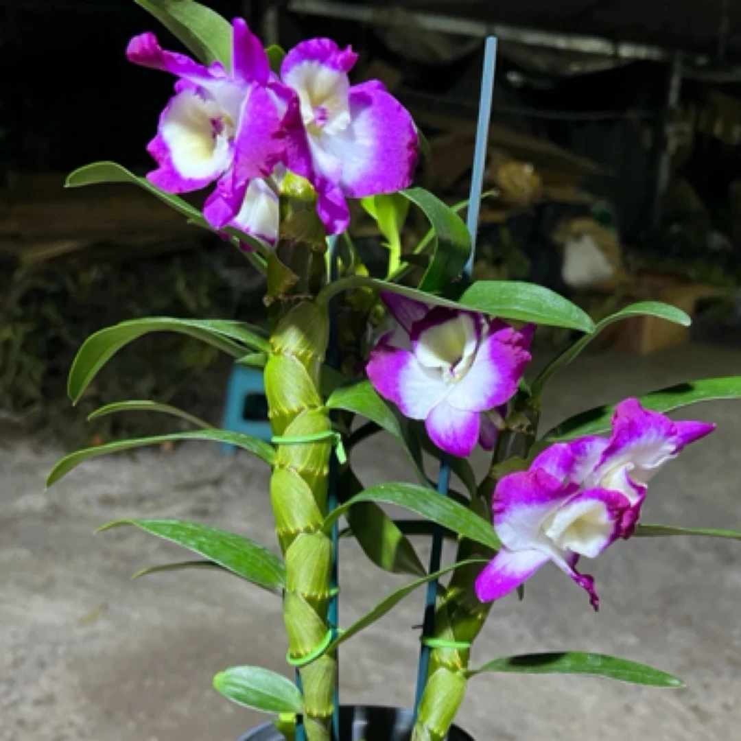 紫蝶春石斛花期长花朵大