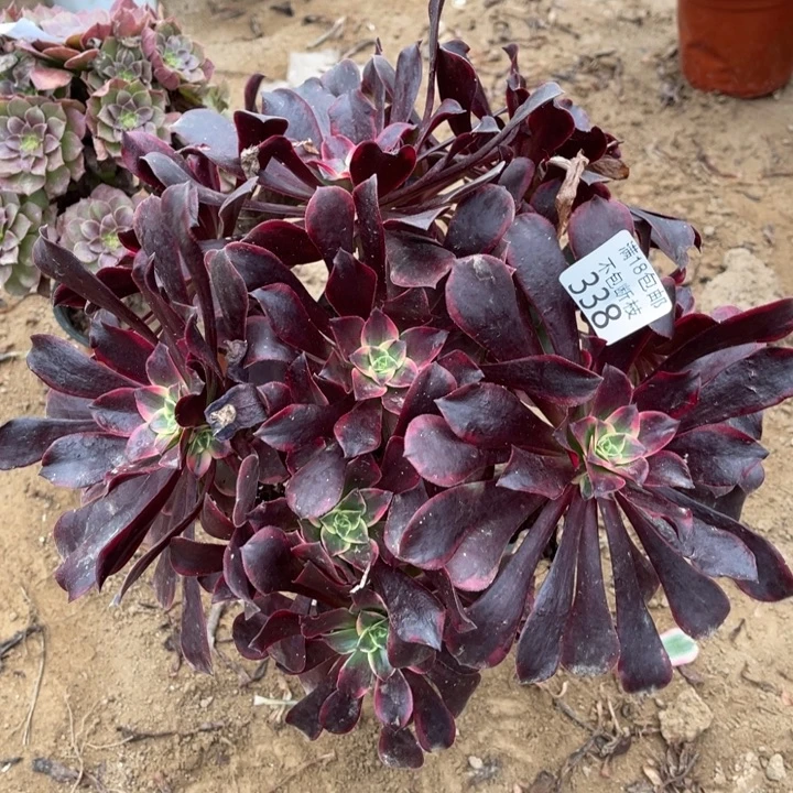 338金丝雀大绣球1