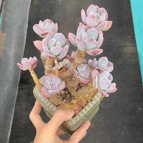 多***?1323多肉植物老桩