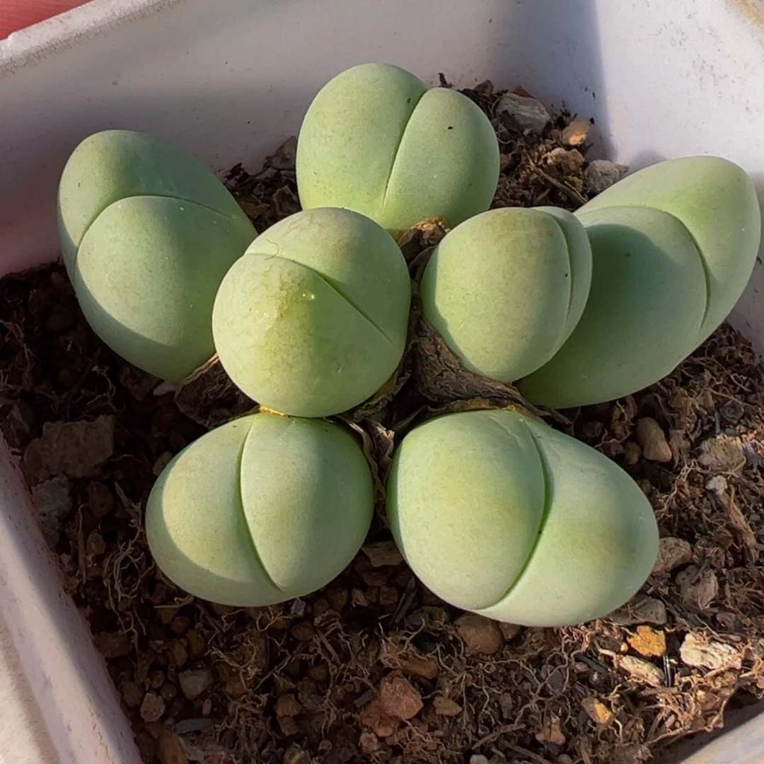 017多肉植物种类多样