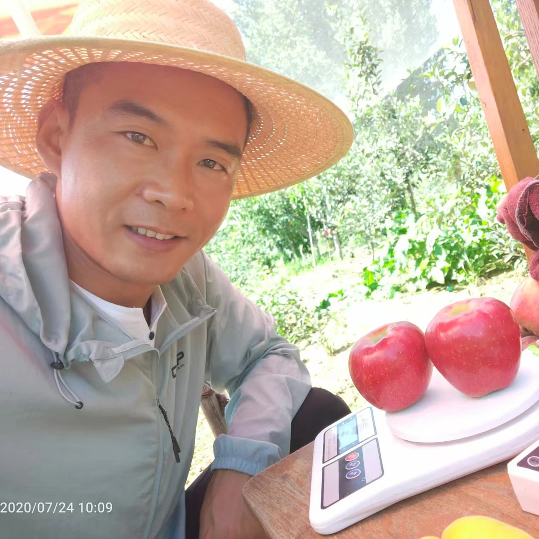 鲁艳苹果苗早熟苹果苗