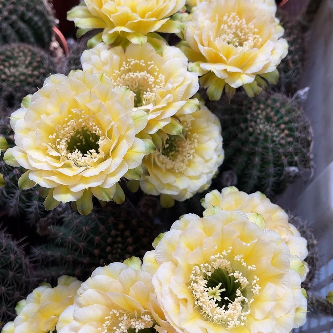 彩草绿黄白8公分左右