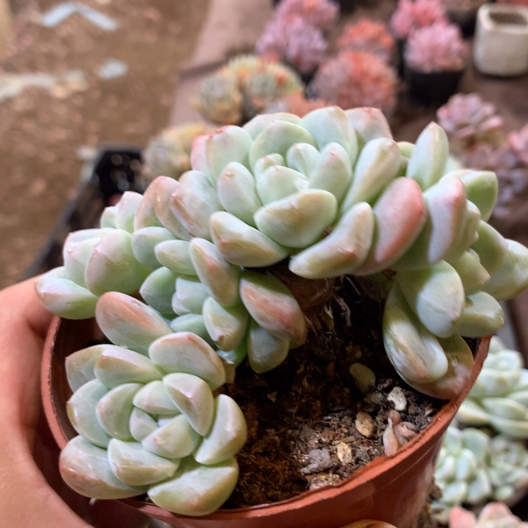 七头哈哈哈哈哈哈哈哈哈哈