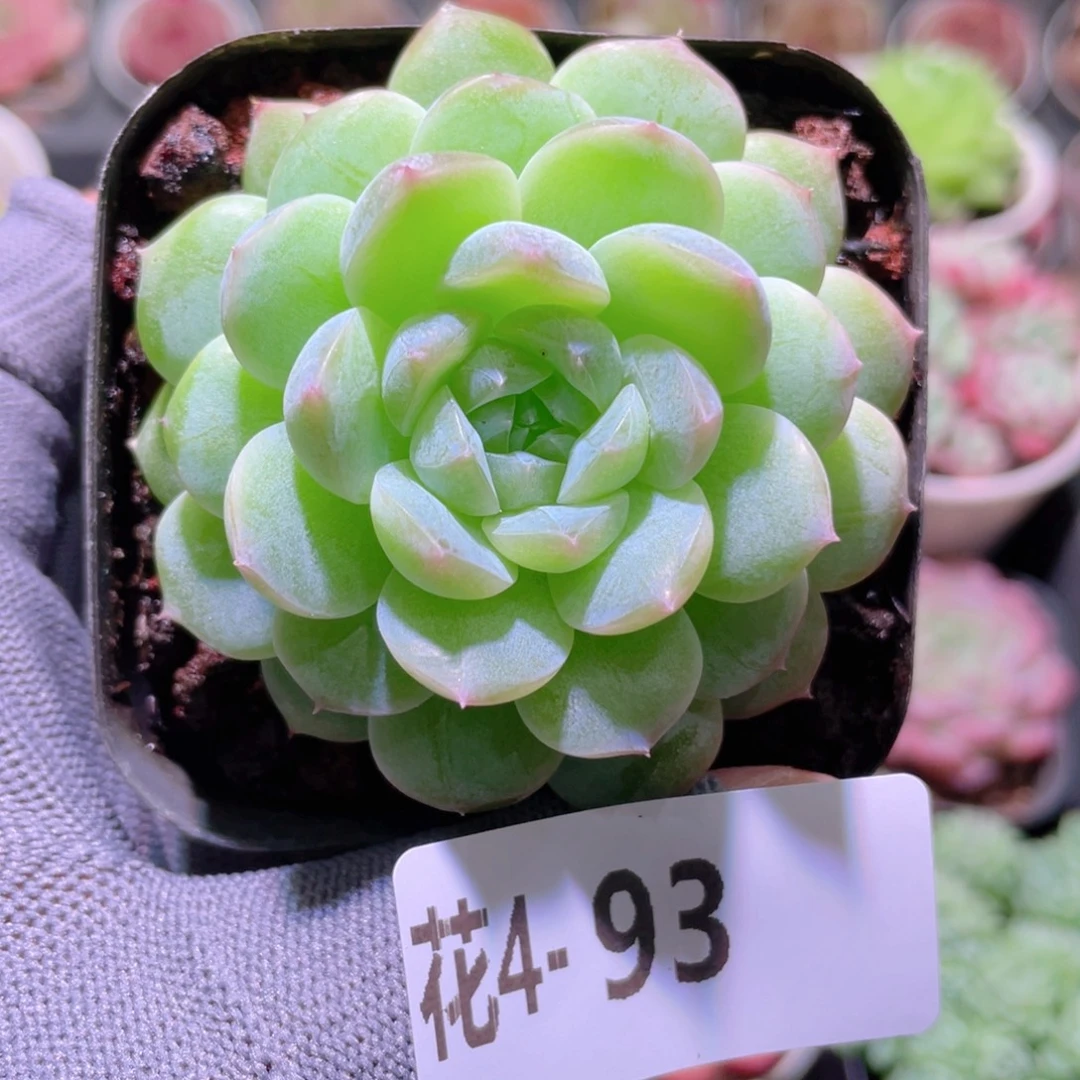 花利美 4-93新品