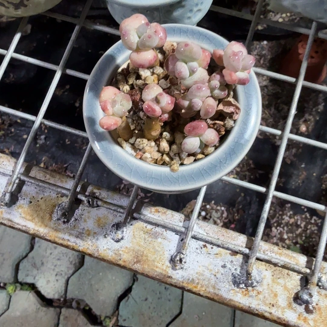丸叶稻田里多肉植物带盆