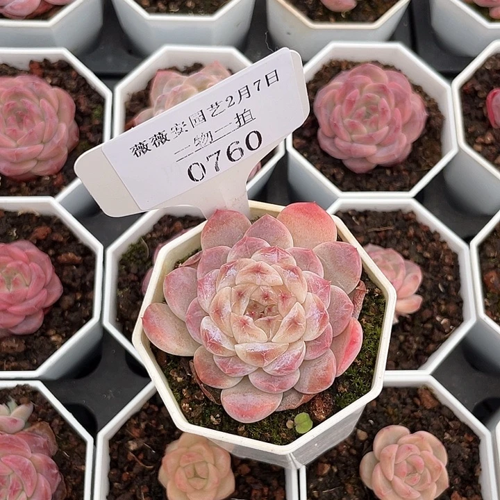 薇薇安园艺多肉0760